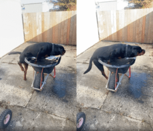 딱 나를 위한 욕조네~ 수영하고 싶은 로트와일러의 행동?