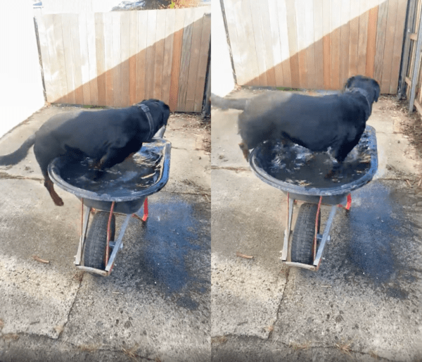 출처 : Reddit / 물이 가득 찬 수레에 올라가려는 로트와일러