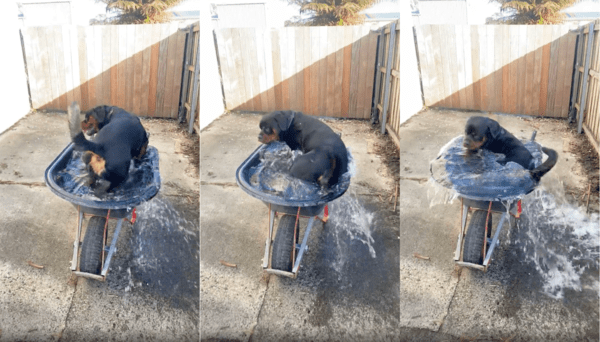 출처 : Reddit / 수레에 앉아 물을 즐기는 로트와일러