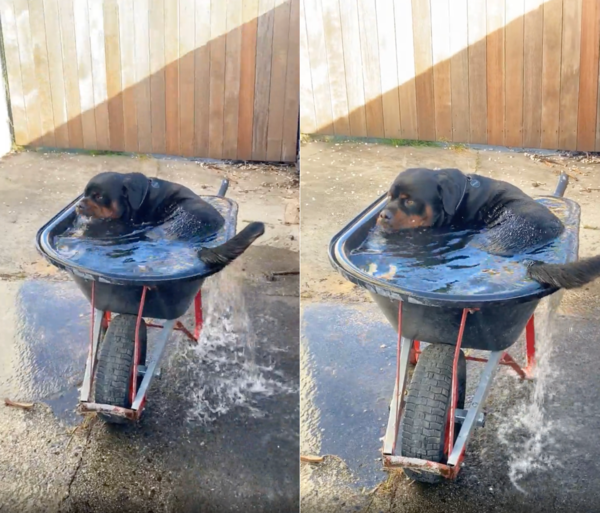 출처 : Reddit / 수레에 들어가 물을 마시는 로트와일러