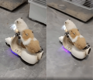 헬멧 없이 스쿠터는 위험해! 스쿠터에서 떨어진 햄스터