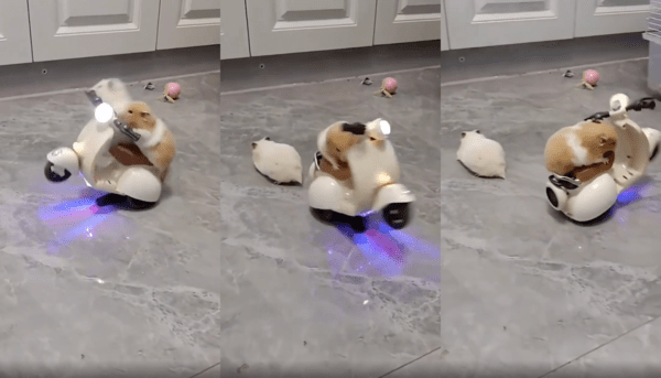 출처 : Reddit / 빙글빙글 돌다 그만 떨어져 버리는 햄스터와 끝까지 붙잡고 있는 햄스터