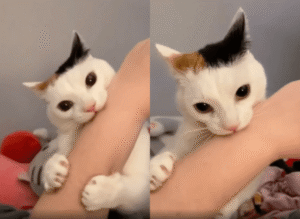 엇? 이게 아니었나? 주인을 물고서 당황한 고양이