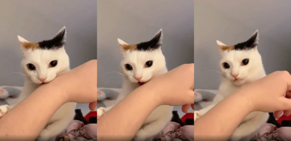 출처 : Reddit / 물던 팔을 놓고 주인을 바라보는 고양이