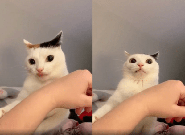 출처 : Reddit / 반성을 하는 듯한 고양이의 표정