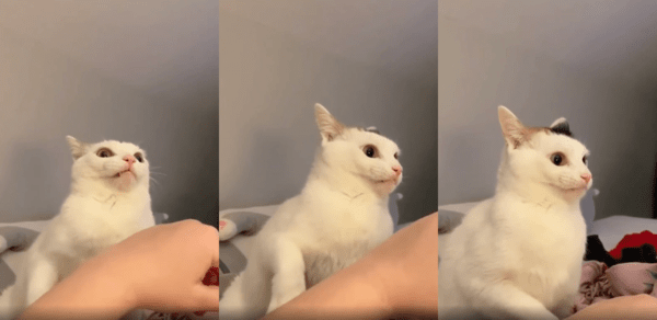 출처 : Reddit / 반성을 하는 듯 멀리 보는 고양이