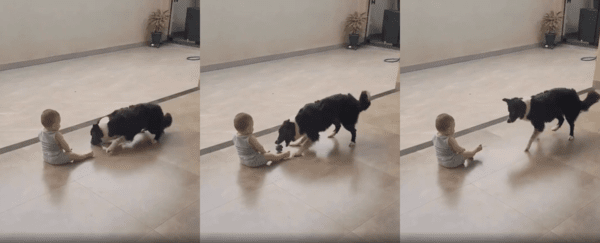 출처 : Reddit / 어린 아이와 함께 공놀이 하는 보더콜리