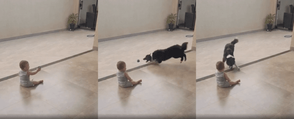 출처 : Reddit / 아이와 공을 던지며 즐거운 시간을 보내는 보더콜리