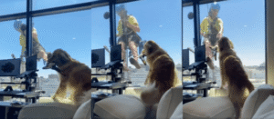 밖에 계신 아저씨! 저와 인형 가지고 놀아요! 아저씨와 놀고 싶은 리트리버