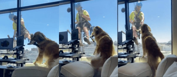 출처 : Reddit / 창문을 닦고 있는 아저씨에게 장난감을 보여주는 리트리버