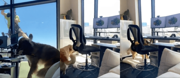 출처 : Reddit / 어떻게든 아저씨와 놀려고 왔다 갔다 하는 리트리버