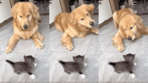 리트리버가 아기 고양이를 건드리자 나타나서 냥펀치 날리는 엄마 고양이