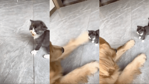 출처 : Reddit / 아기 고양이가 울자 앞발로 툭 치는 리트리버