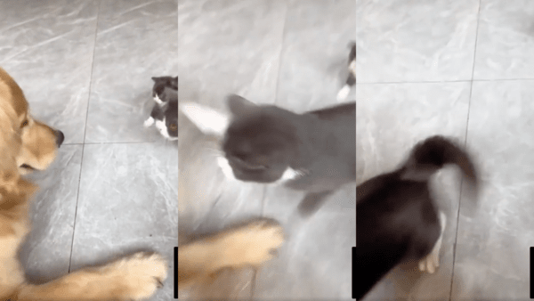 출처 : Reddit / 어디선가 나타가 리트리버를 한 대 치는 엄마 고양이