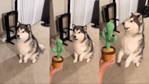 선인장 노래 실력에 질 수 없다는 허스키의 노래