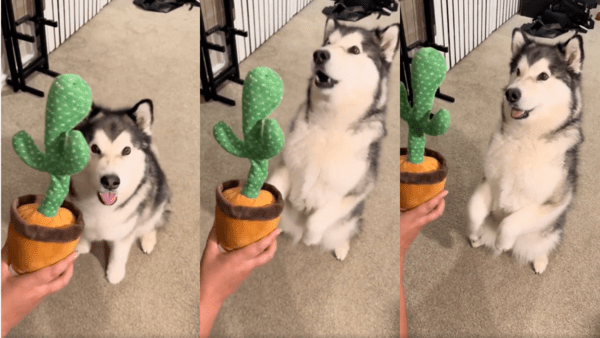 출처 : Reddit / 춤추는 선인장이 좋은 듯 하울링하며 바라보는 허스키