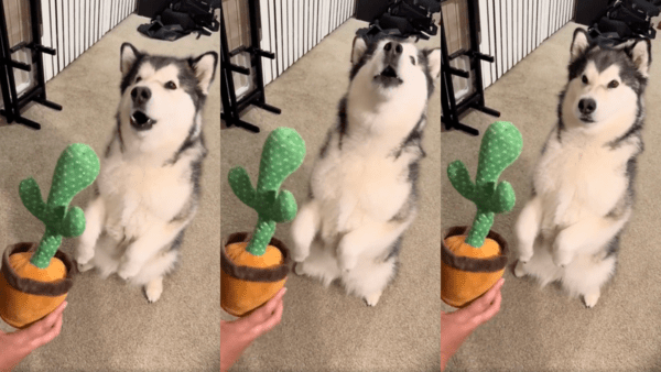 출처 : Reddit / 춤추는 선인장에서 노래가 나오자 같이 하울링하는 허스키