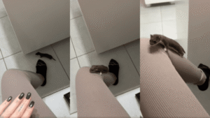 아기 족제비가 가장 좋아하는 침대는 이것?