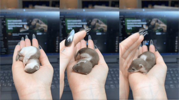 출처 : Reddit / 사람 손에서 너무나 편안하게 쉬고 있는 아기 족제비