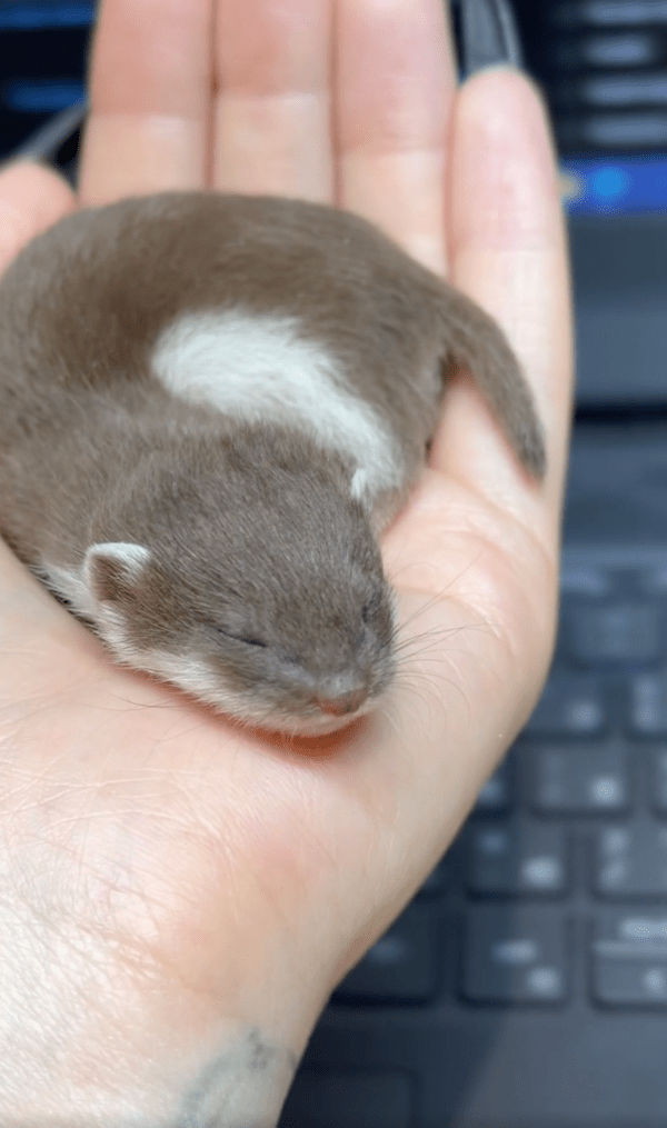출처 : Reddit / 사람 손에서 너무나 편안하게 자는 아기 족제비