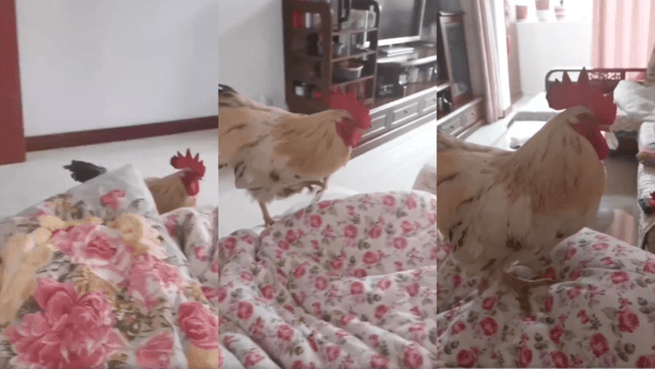 출처 : Reddit / 침대로 올라가는 수탉