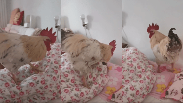 출처 : Reddit / 자고 있는 사람 옆으로 가는 수탉