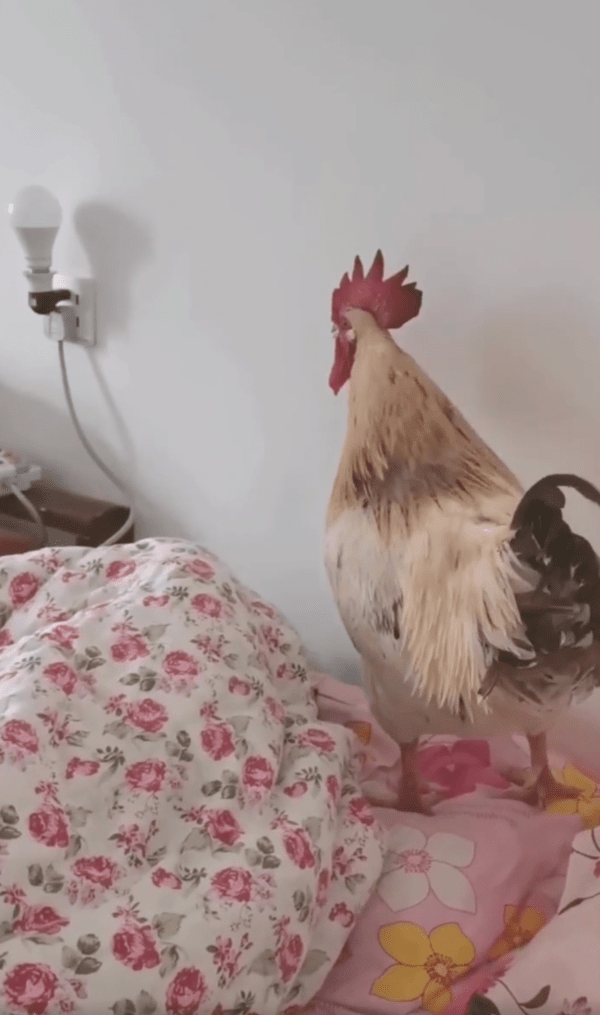 출처 : Reddit / 알람 시계가 된 듯, 울기 시작하는 수탉