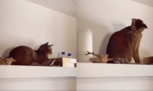 내 친구가 날 수 있는 애였어? 날다람쥐가 날자 깜짝 놀란 고양이