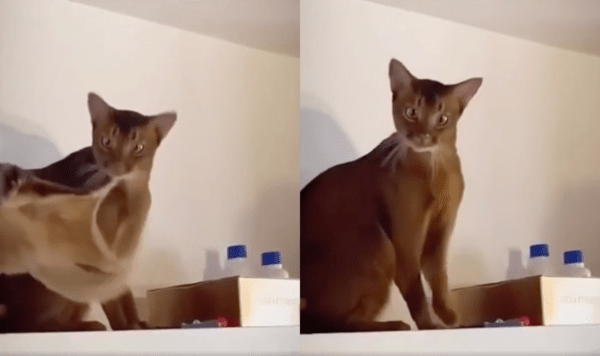 출처 : Reddit / 나는 날다람쥐를 보고 놀란 고양이