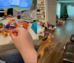 캥거루야? 강아지야? 당근을 향해 점프하는 이탈리안그레이하운드