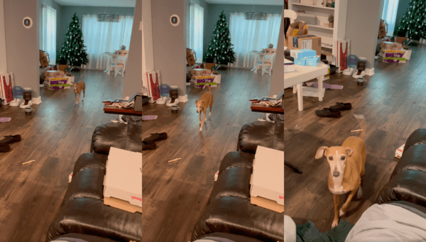 출처 : Reddit / 당근을 먹고 돌아오는 아이쥐