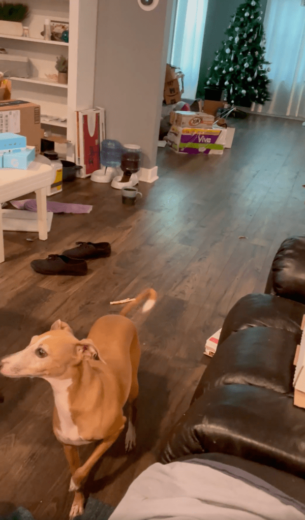 출처 : Reddit / 당근을 더 달라는 듯 봉지를 쳐다보는 아이쥐