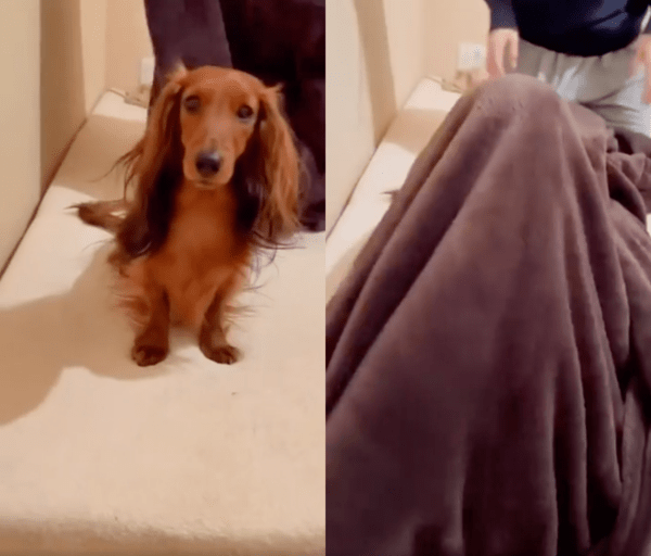 출처 : Reddit / 가만히 있는 닥스훈트에게 수건을 덮는 주인