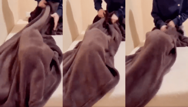 출처 : Reddit / 수건을 옆으로 흔드는 주인 아래 가만히 있는 닥스훈트