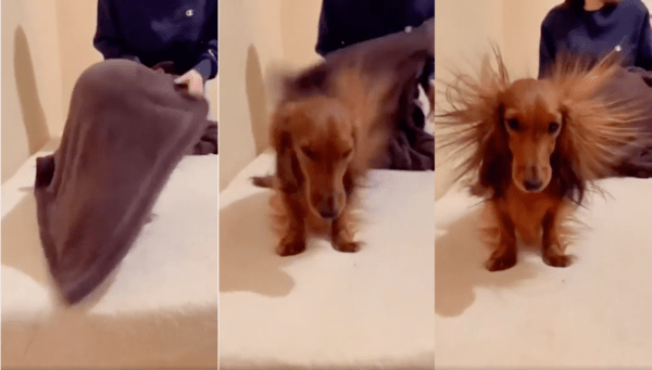 출처 : Reddit / 수건을 들자, 정전기로 털들이 바짝 선 닥스훈트