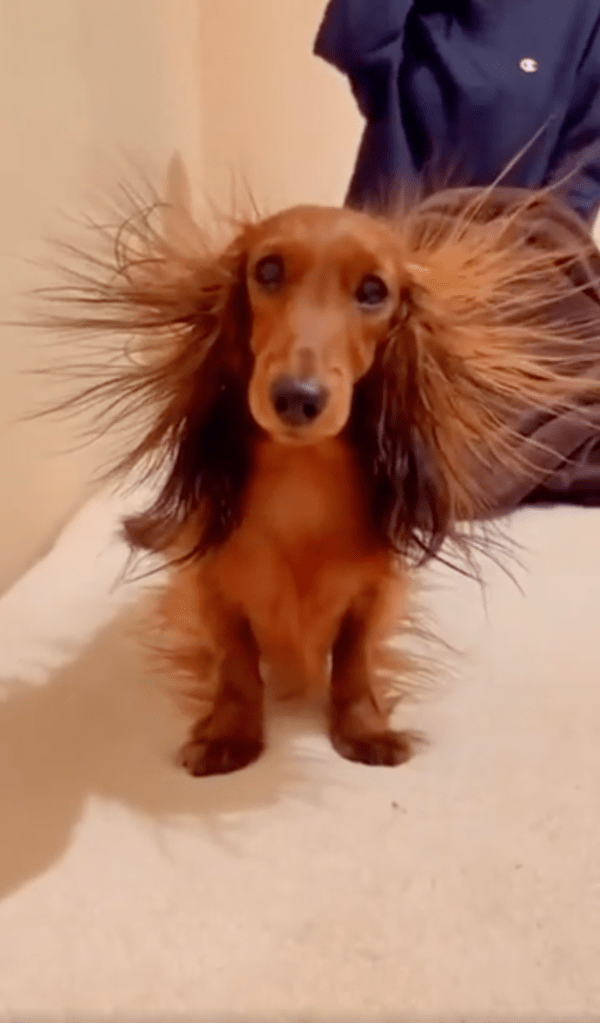 출처 : Reddit / 털이 사방으로 뻗친 닥스훈트