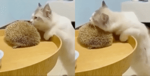 미니 스크래쳐가 여기 있네? 고양이 스크레쳐의 정체는?