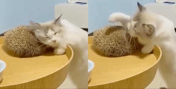 출처 : Reddit / 얼굴을 긁는 고양이와 고슴도치의 우정