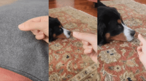 이 털은 누구거야? 털이 너무 싫은  버니즈 마운틴 독?