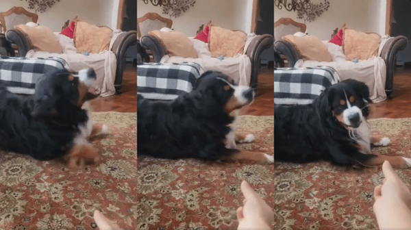 출처 : Reddit / 털이 너무 싫은 버니즈 마운틴 독