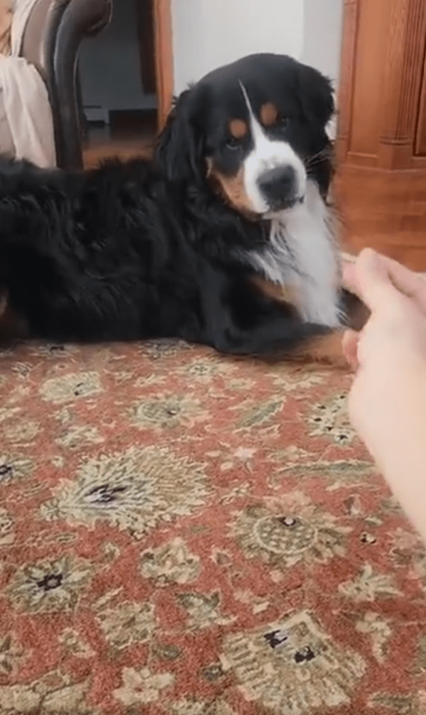 출처 : Reddit / 자기 털을 노려보고 있는 버니즈 마운틴 독