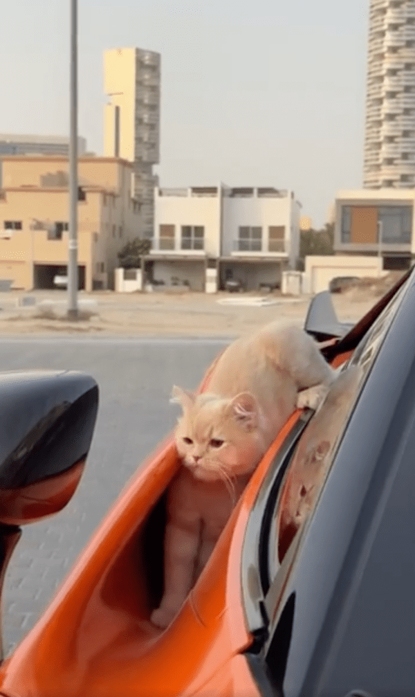 출처 : Reddit / 차 위에서 차를 살피는 듯한 고양이