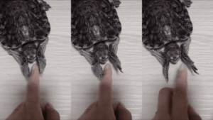 사람 손가락이 너무 좋은 거북이의 애교?