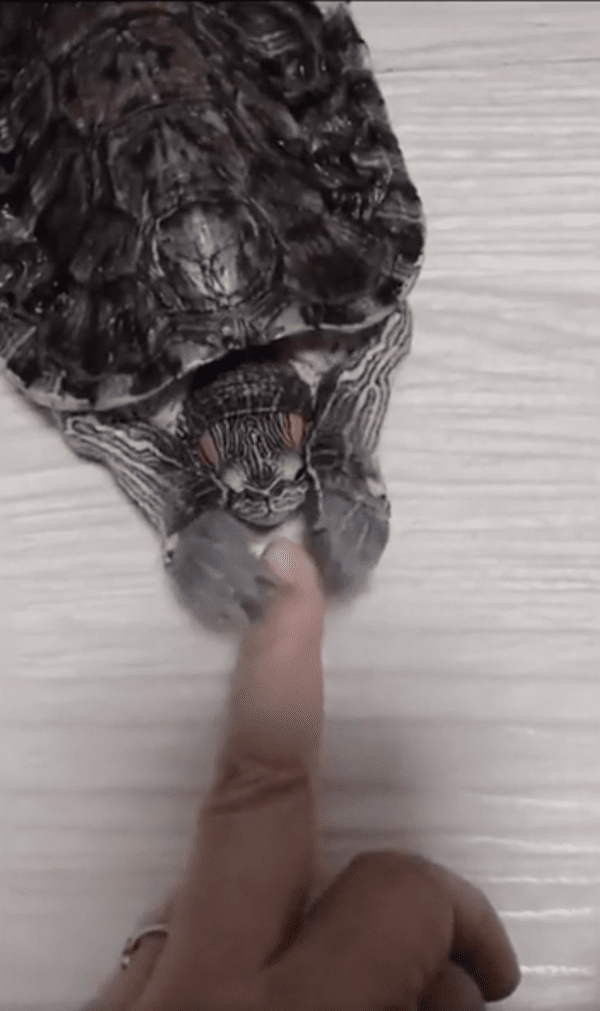 출처 : Reddit / 사람 손을 잡으려는 듯한 거북이