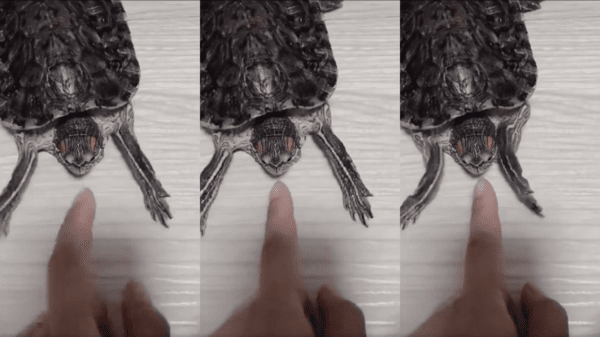 출처 : Reddit / 사람 손가락이 다가오자 손을 감싸려는 거북이