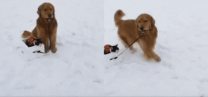 이 동네 썰매는 리트리버가 끌어주네? 산타는 고양이인가?