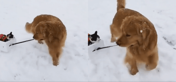 출처 : Reddit / 눈밭 위에 썰매를 즐기는 리트리버와 고양이