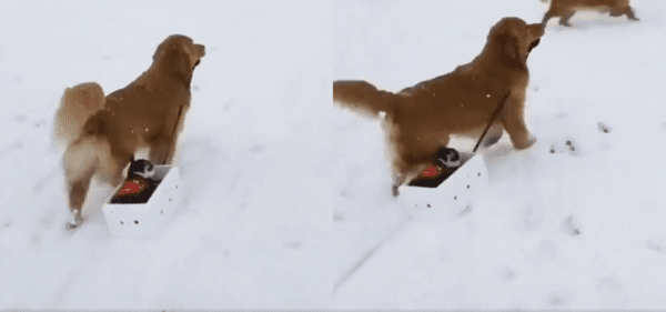 출처 : Reddit / 눈밭 위에 썰매를 즐기는 리트리버와 고양이