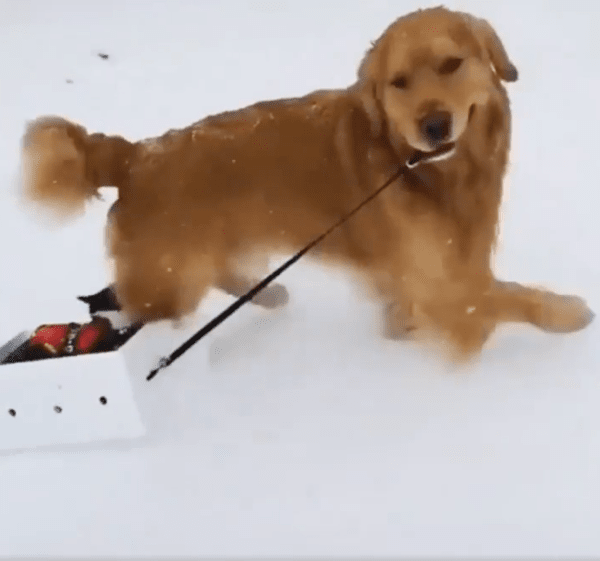 출처 : Reddit / 눈밭 위에 썰매를 즐기는 리트리버와 고양이