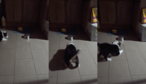 저 그릇은 도대체 뭐야? 뒤집어져 있는 그릇이 싫은 강아지